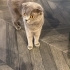Acil Yuva aranıyor fotoğraf