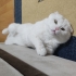 Oyuncu, dışarıyı izlemeye bayılır fotoğraf
