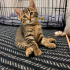 1,5 aylık Suziş sokağa dönmesin fotoğraf