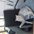 3 yaşında Safkan kısır british Shorthair fotoğraf