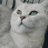 3 yaşında Safkan kısır british Shorthair fotoğraf