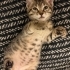 1,5 aylık minik kalp huzur getirecek fotoğraf