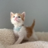 Minicik tatlı yavrumuz fotoğraf