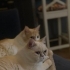 LEYDİMİZE ÖMÜRLÜK YUVA ARIYORUZ fotoğraf