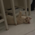 OĞLUMUZA YUVA ARIYORUZ fotoğraf