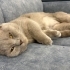 munchkin cinsi kısır kedi fotoğraf