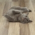 munchkin cinsi kısır kedi fotoğraf