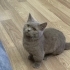 munchkin cinsi kısır kedi fotoğraf