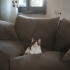 Sevimli yavrumuz sahip arıyoruzz fotoğraf