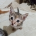 Miniklere Yuva Arıyoruz fotoğraf