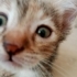 Miniklere Yuva Arıyoruz fotoğraf
