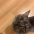SOKAKTAN KURTARILAN MARS YUVA ARIYOR fotoğraf
