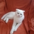 Minik prensese yuva fotoğraf