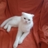 Minik prensese yuva fotoğraf