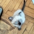 Oyuncu çok sevimli bebekler fotoğraf