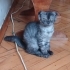 Oyuncu çok sevimli bebekler fotoğraf