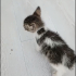 Yavru Kedi Acil Yuva Arıyoruz Sokağa dönmesin çok küçük fotoğraf