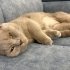 Munchkin 1 yaşında kedi fotoğraf