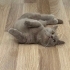 Munchkin 1 yaşında kedi fotoğraf