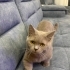 Munchkin 1 yaşında kedi fotoğraf