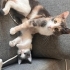 Myko'nun Ömürlük Yuvası Olur musunuz? fotoğraf