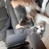 Fare'yi Sevecek Ailesi Siz Olur musunuz? fotoğraf