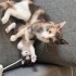 Fare'yi Sevecek Ailesi Siz Olur musunuz? fotoğraf