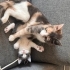 Fare'yi Sevecek Ailesi Siz Olur musunuz? fotoğraf