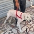 Ücretsiz sahiplenme golden köpek fotoğraf