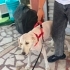 Ücretsiz sahiplenme golden köpek fotoğraf