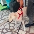 Ücretsiz sahiplenme golden köpek fotoğraf