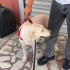 Ücretsiz sahiplenme golden köpek fotoğraf