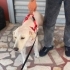 Ücretsiz sahiplenme golden köpek fotoğraf