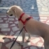 Ücretsiz sahiplenme golden köpek fotoğraf
