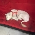 Ücretsiz sahiplenme golden köpek fotoğraf