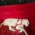 Ücretsiz sahiplenme golden köpek fotoğraf