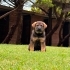 alman çoban köpeği melezi fotoğraf