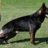 alman çoban köpeği melezi fotoğraf