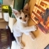 MİNİK YAVRU KEDİ YUVA ARIYOR ERKEK 2 AYLIK fotoğraf