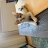MİNİK YAVRU KEDİ YUVA ARIYOR ERKEK 2 AYLIK fotoğraf