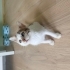 MİNİK YAVRU KEDİ YUVA ARIYOR ERKEK 2 AYLIK fotoğraf