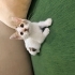 MİNİK YAVRU KEDİ YUVA ARIYOR ERKEK 2 AYLIK fotoğraf