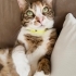 Calico aşıları tam kısır kedi fotoğraf