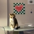 Calico aşıları tam kısır kedi fotoğraf