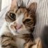 Calico aşıları tam kısır kedi fotoğraf