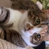 Calico aşıları tam kısır kedi fotoğraf