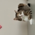 Calico aşıları tam kısır kedi fotoğraf