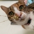 Calico aşıları tam kısır kedi fotoğraf