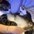 Kucak bağımlısı erkek kısır kedi fotoğraf