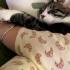 Kucak bağımlısı erkek kısır kedi fotoğraf